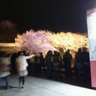 福岡　桜